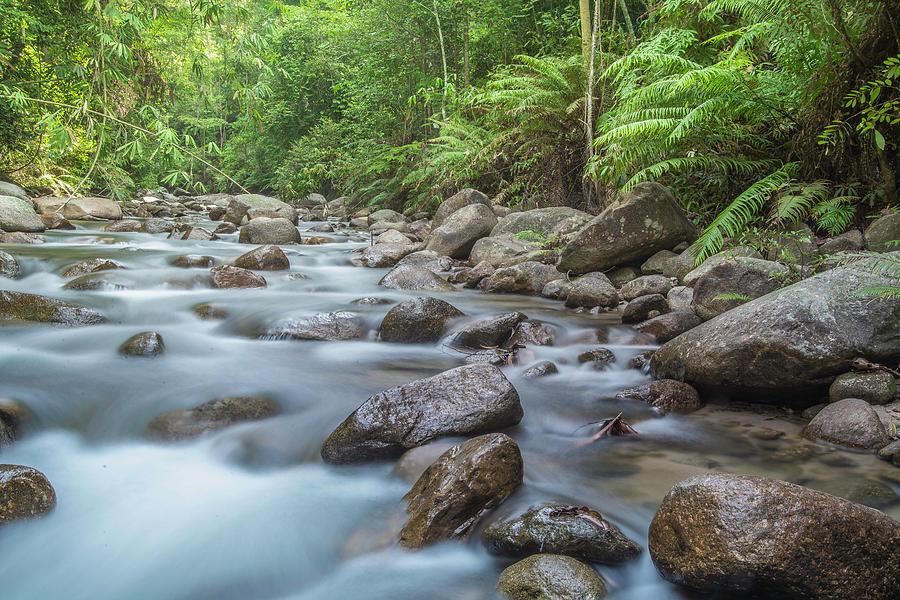 Riverside Photograph - Forest Stream by Paul Chong