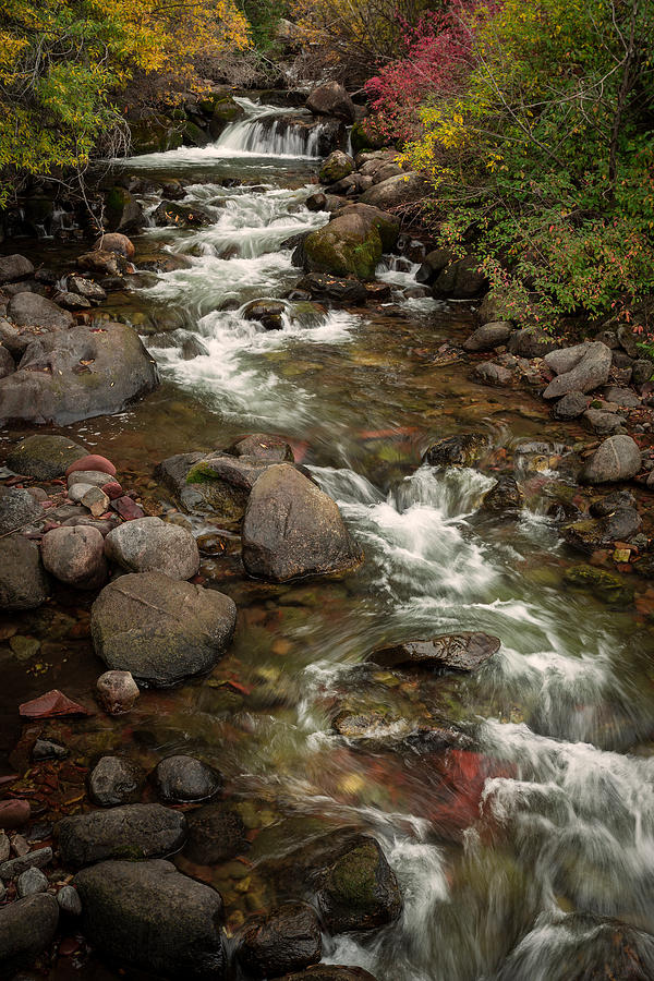 Forest Stream Photograph by Rick Strobaugh