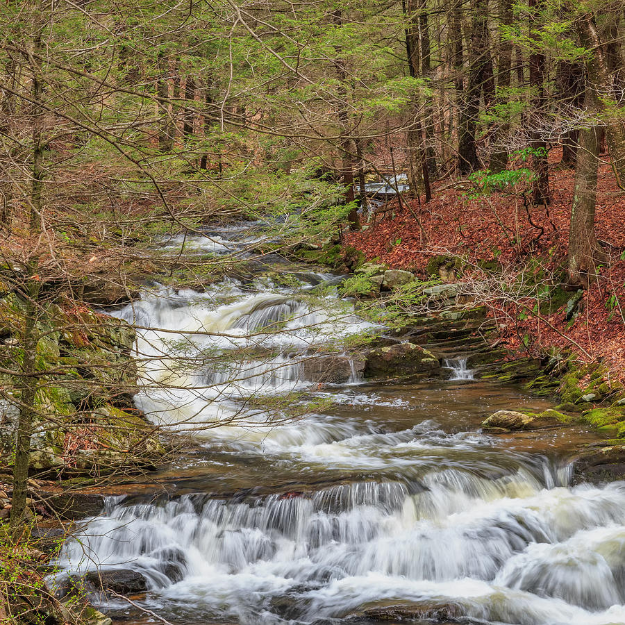 Spring Photograph - Forest Stream Square by Bill Wakeley