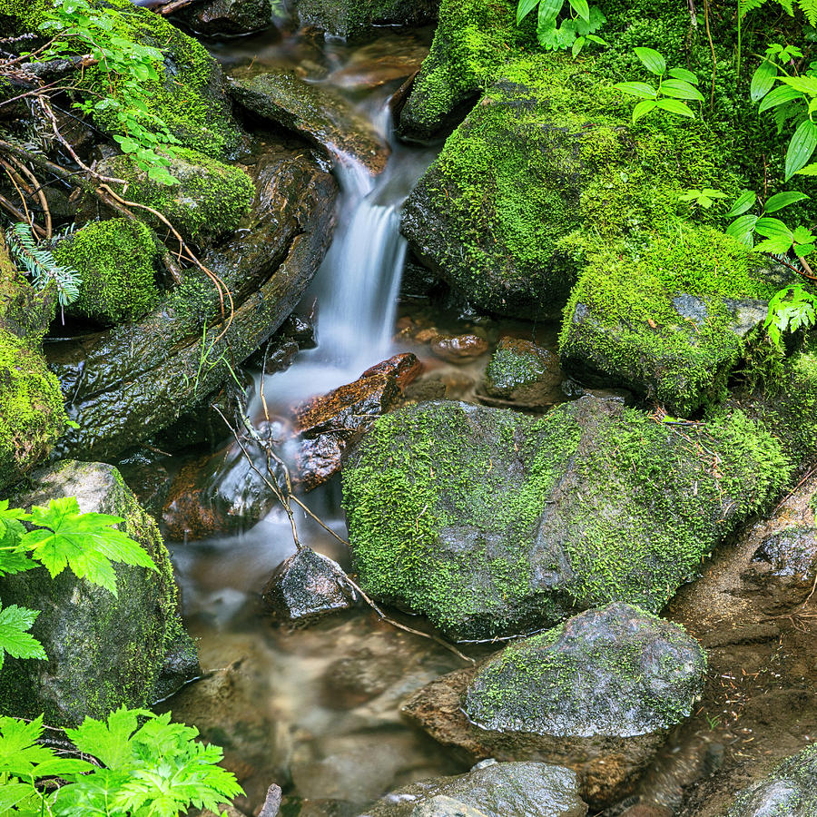 Forest Stream Photograph by Stephen Stookey
