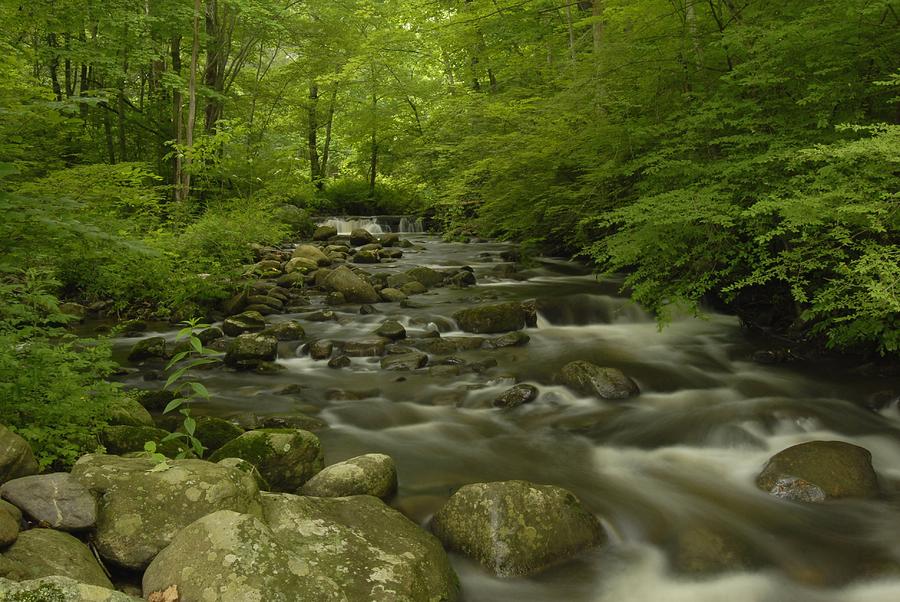 Summer Photograph - Forest Stream by Stephen Vecchiotti