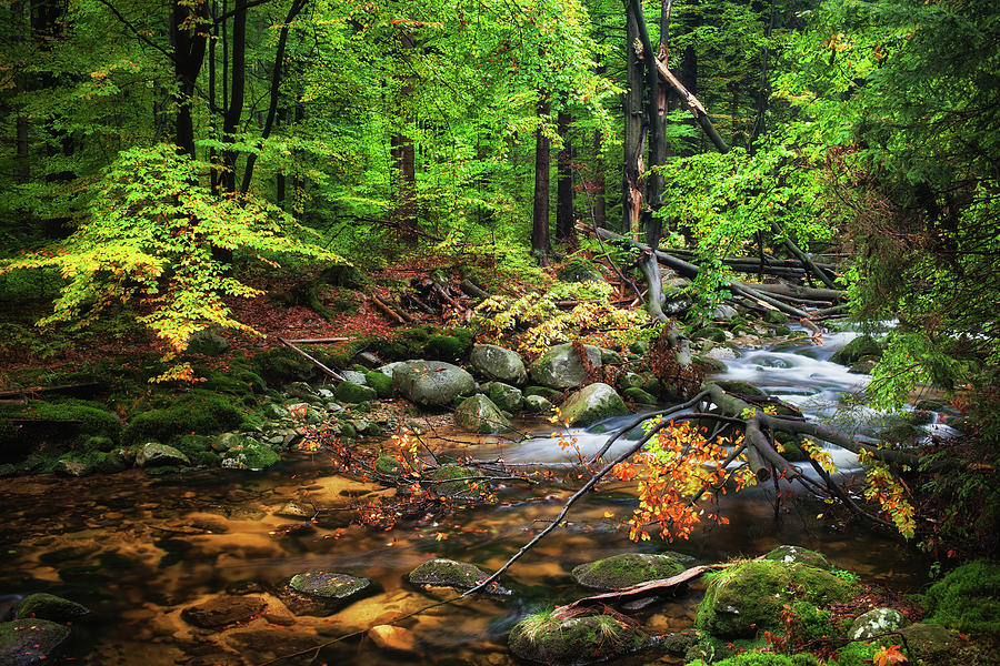 Forest Stream With Fallen Tree Photograph by Artur Bogacki