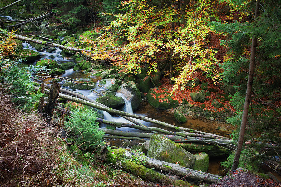 Forest Stream With Fallen Trees Photograph by Artur Bogacki