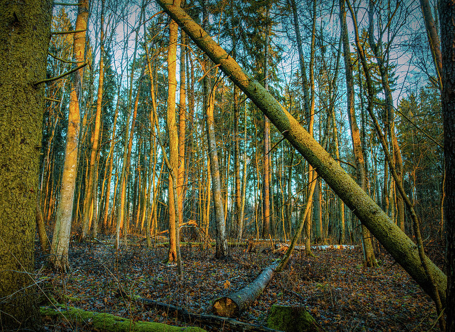 Forest sun #h0 Photograph by Leif Sohlman