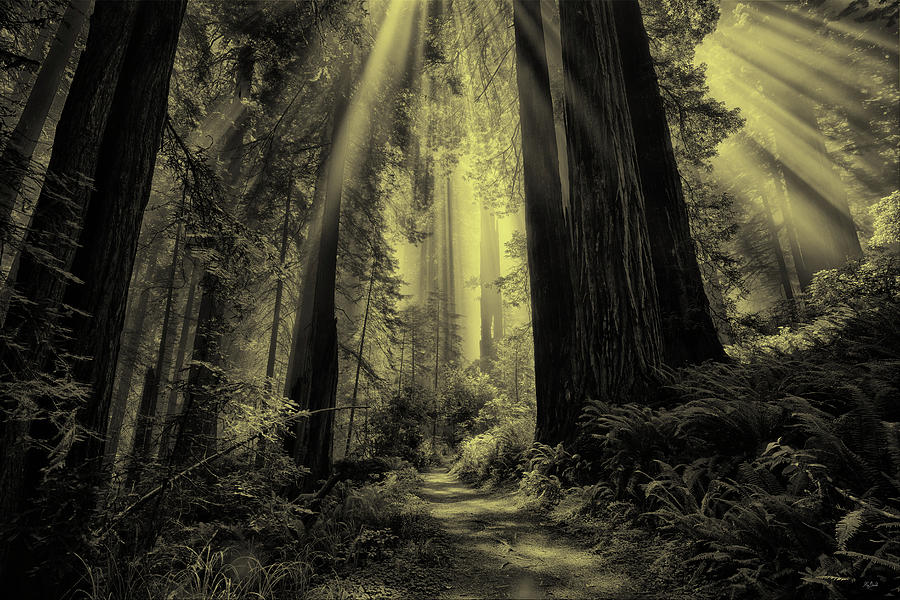 Redwood National Park Photograph - Forest Sunbeams Black and White by Greg Norrell