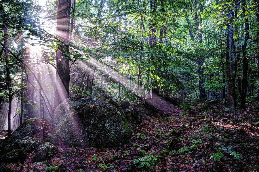Forest Sunbeams by Wayne Marshall Chase Forest Sunbeams by Wayne Marshall Chase