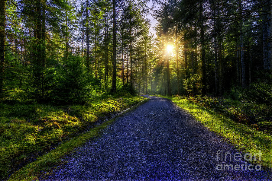 Nature Photograph - Forest Sunlight by Ian Mitchell