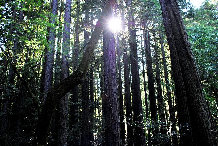 Tree Photograph - Forest Sunlight Through Tree Line by Matt Quest