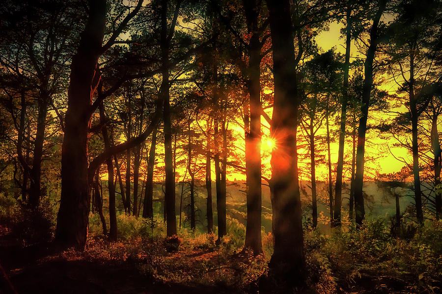 Tree Photograph - Forest Sunset by Chris Boulton