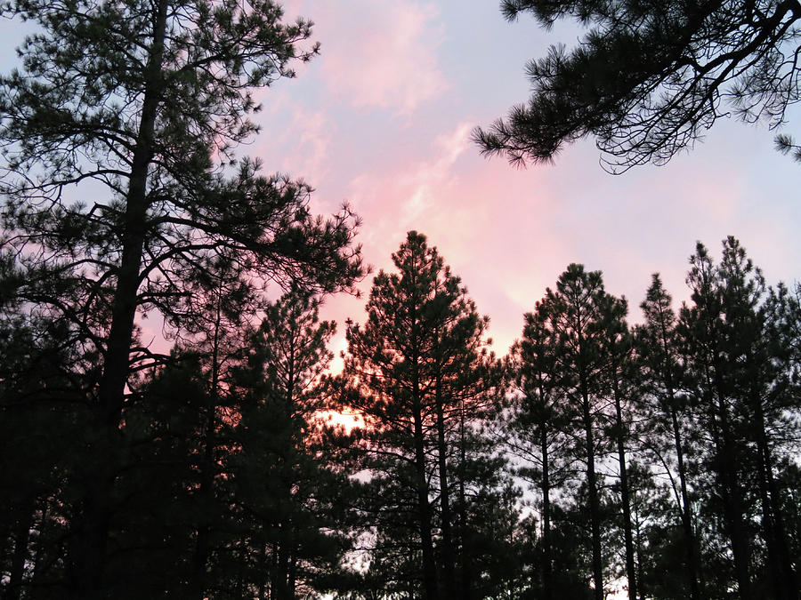 Forest Sunset Photograph by Laurel Powell
