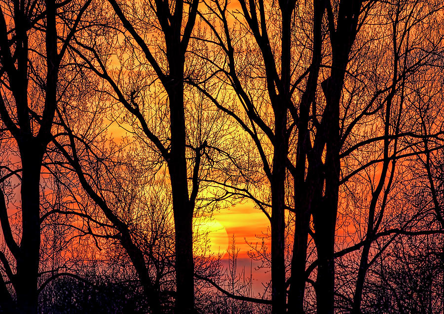 Forest Sunset Photograph by Nadia Sanowar