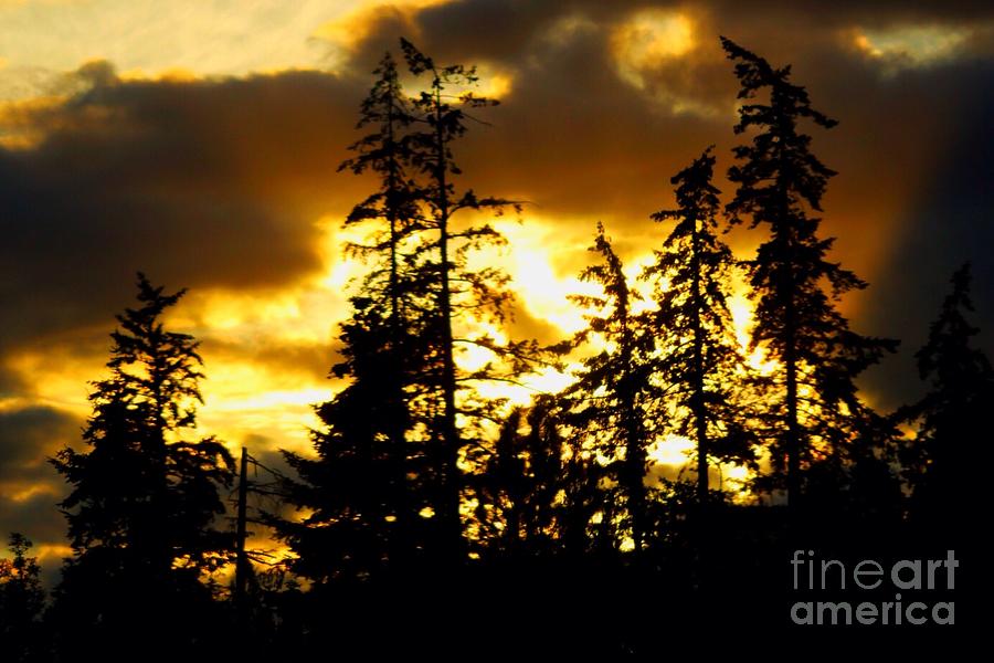 Forest Sunset  Photograph by Nick Gustafson
