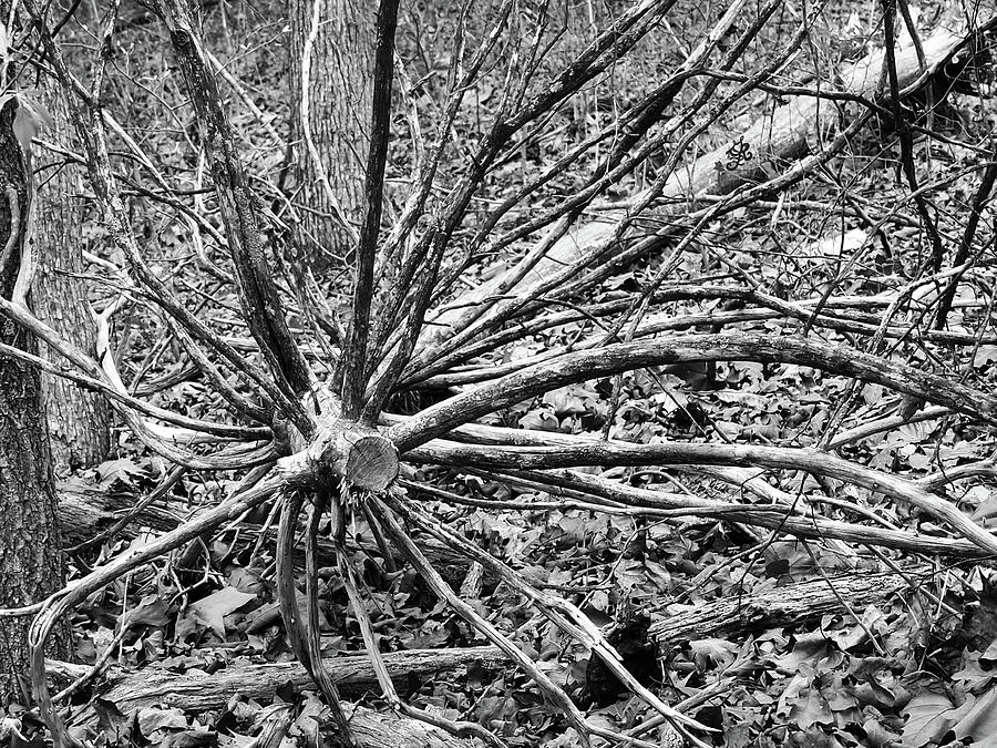 Forest Tentacles - BW Photograph by Ginger Repke