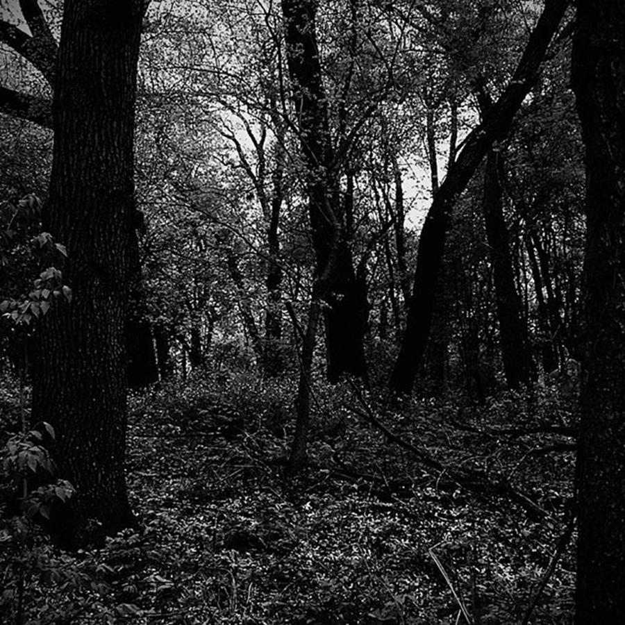 Forest Through The Trees Photograph by Frank J Casella