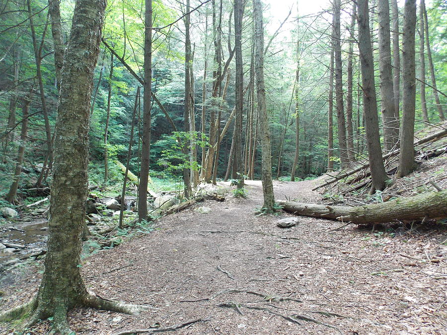 Forest Trail Along Brook Photograph by Catherine Gagne