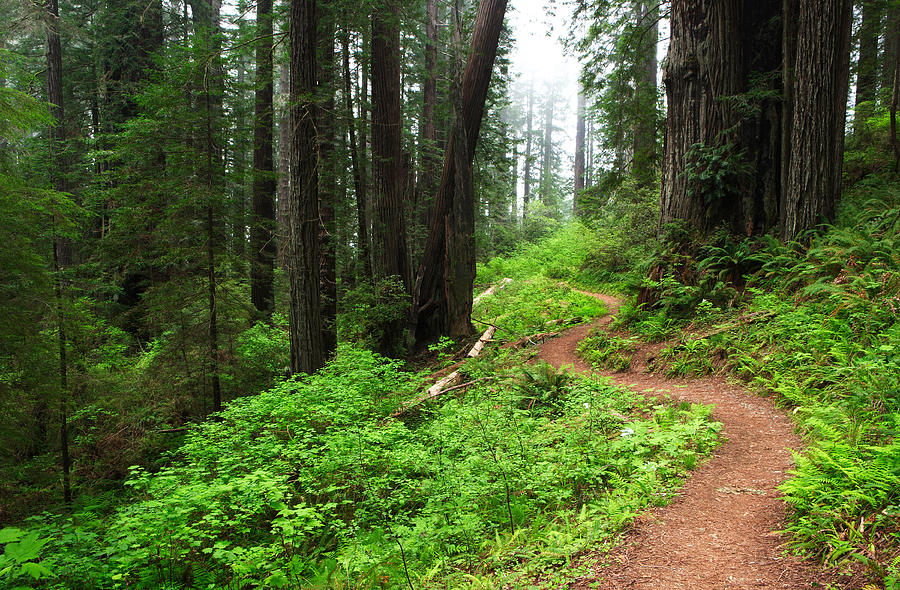 Redwood National Park Photograph - Forest Trail by Eric Foltz