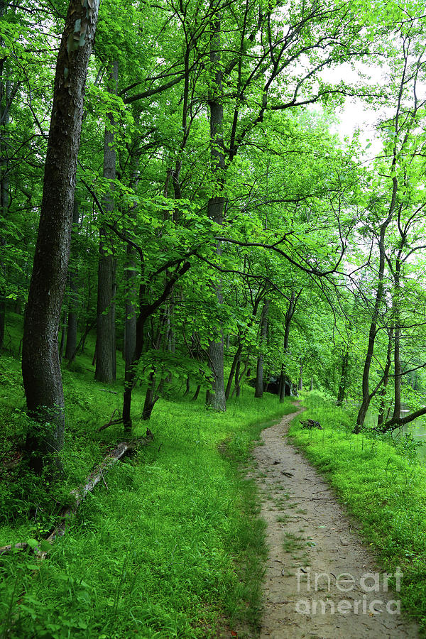 Forest Trail in Patapsco Valley State Park Photograph by James Brunker