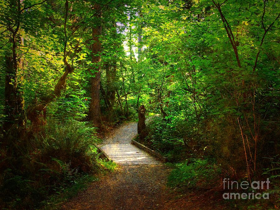 Forest Trail Photograph by Sharon Talson