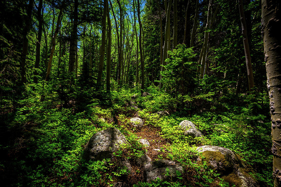 Forest Tranquility Photograph by Gary Kochel