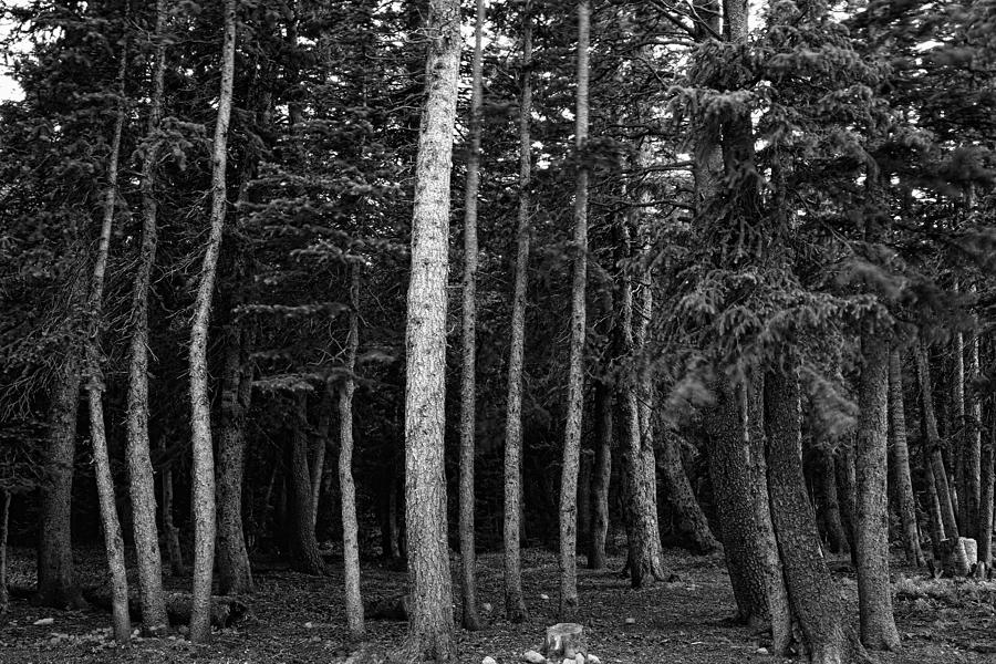 Forest Tree Views In Black And White Photograph