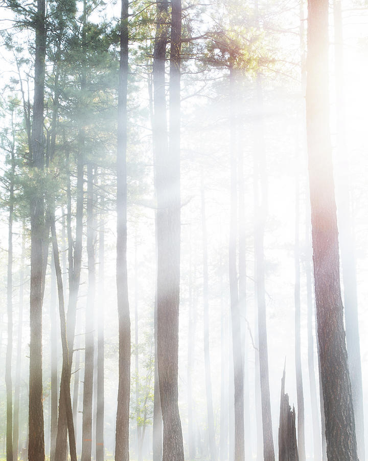 Summer Photograph - Forest Trees in Dense Fog With Sunlight by Good Focused
