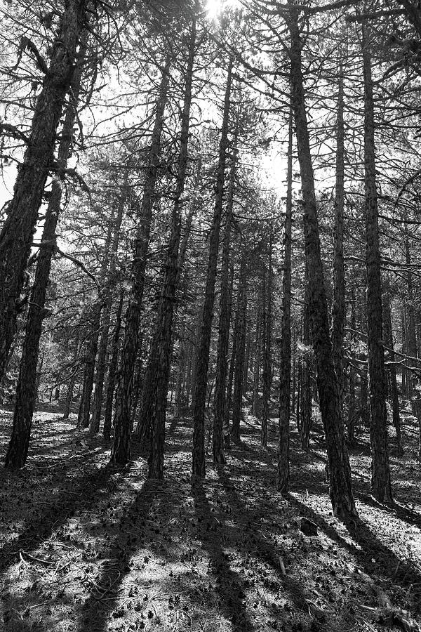 Forest trees  Photograph by Michalakis Ppalis