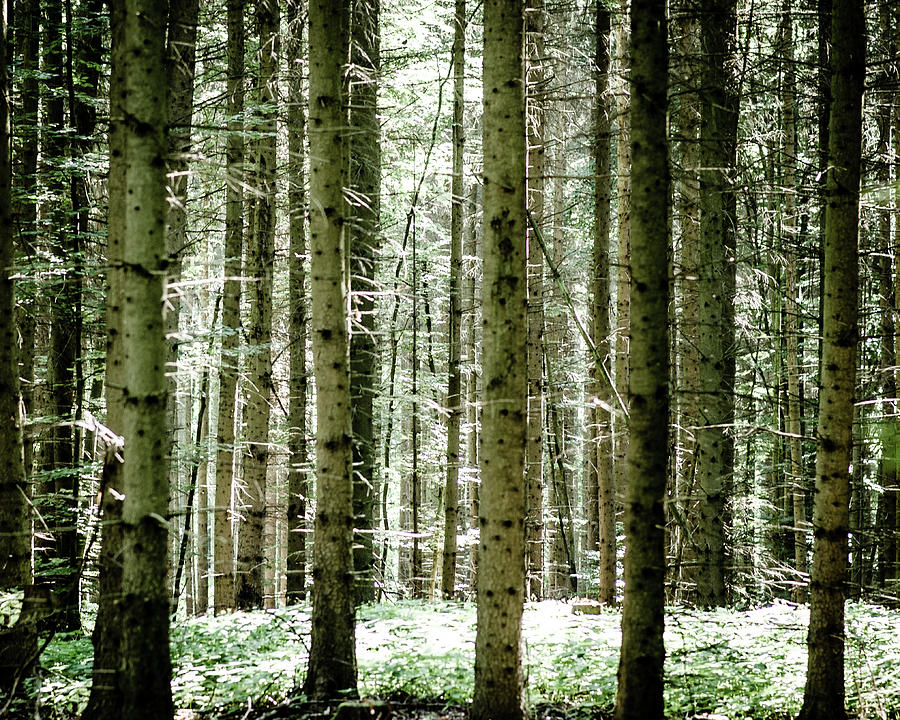 Forest Trees Photograph by Miguel Winterpacht