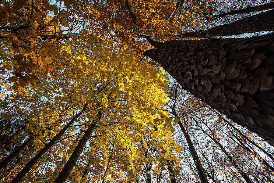 Forest Trees-yellow-orange Photograph by Steve Somerville