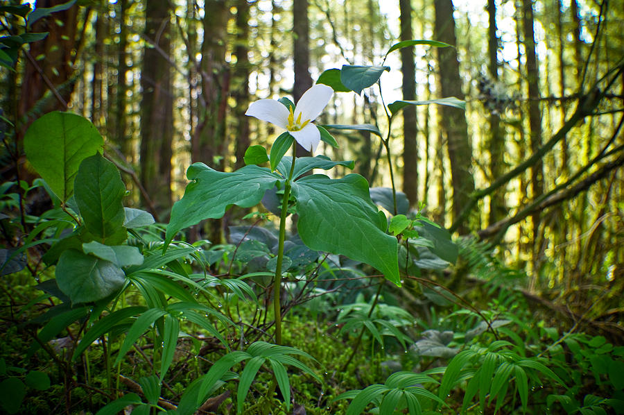 Forest Trillium Photograph by Adria Trail