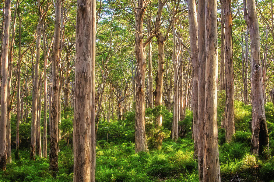 Forest Twilight, Boranup Forest Photograph by Dave Catley