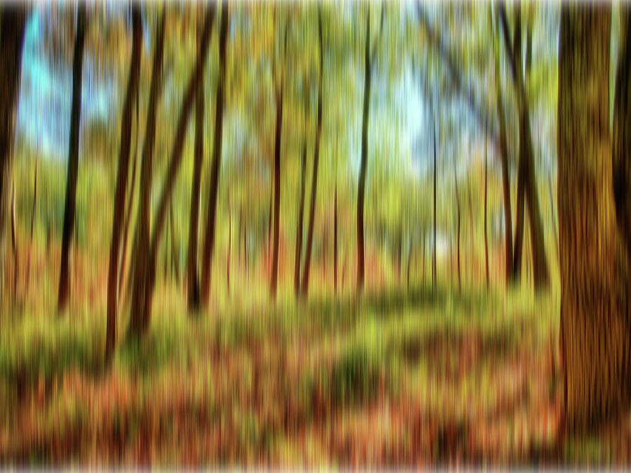 Forest Vision Photograph