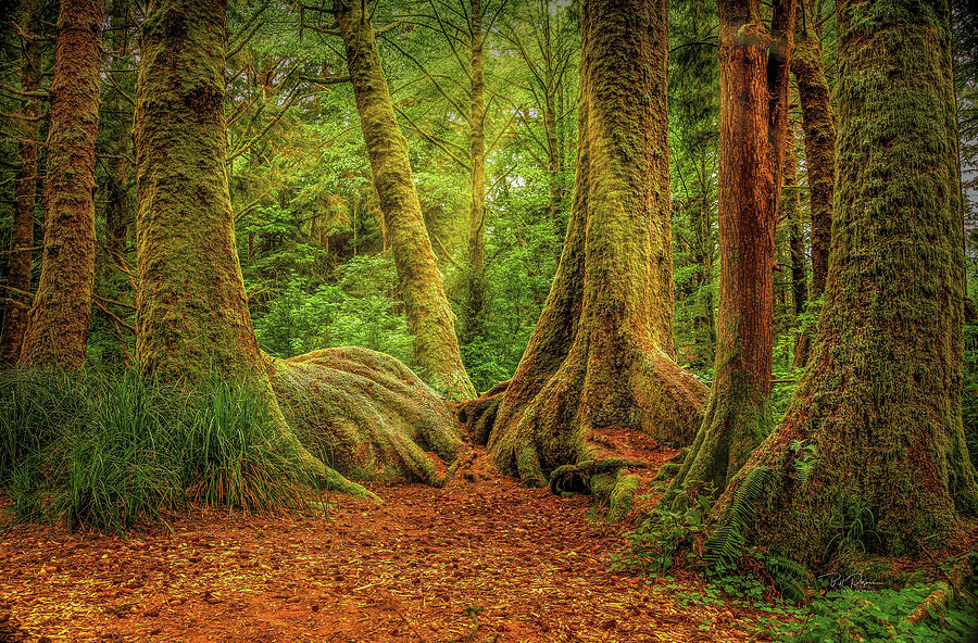 Forest Walk Photograph by Bill Posner