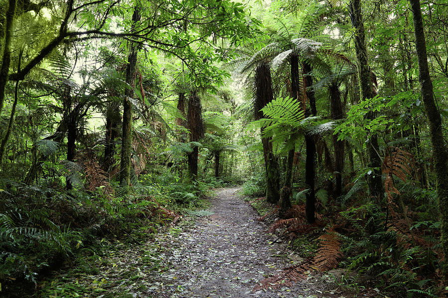 Forest walking trail Photograph by Les Cunliffe