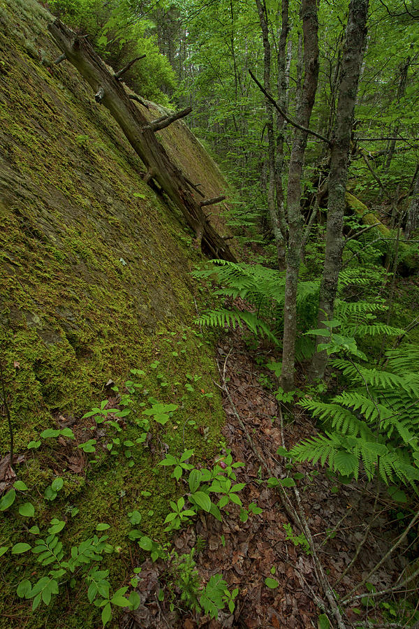 Forest Wall Photograph by Irwin Barrett