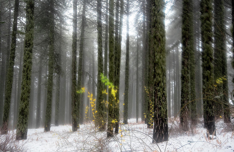 Forest winter dreaming landscape with trees and snow Photograph by Michalakis Ppalis