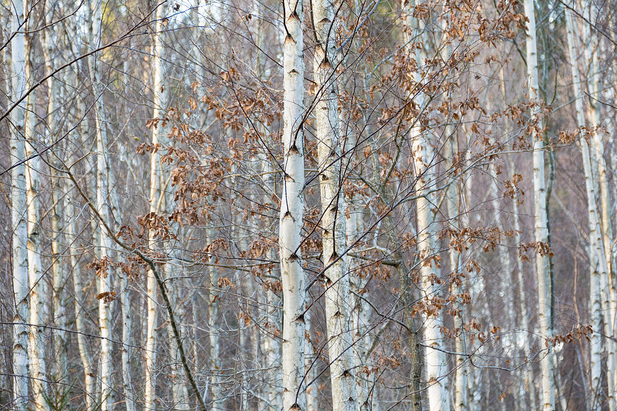 Forest with birch trees in December Photograph by Matthias Hauser