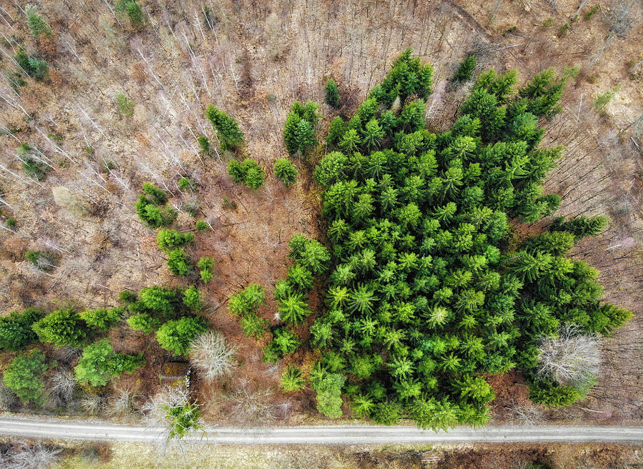 Forest with green trees from above Photograph by Matthias Hauser