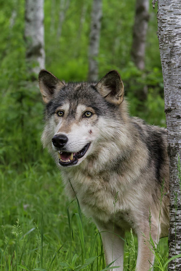 Forest Wolf Photograph by Lindley Johnson