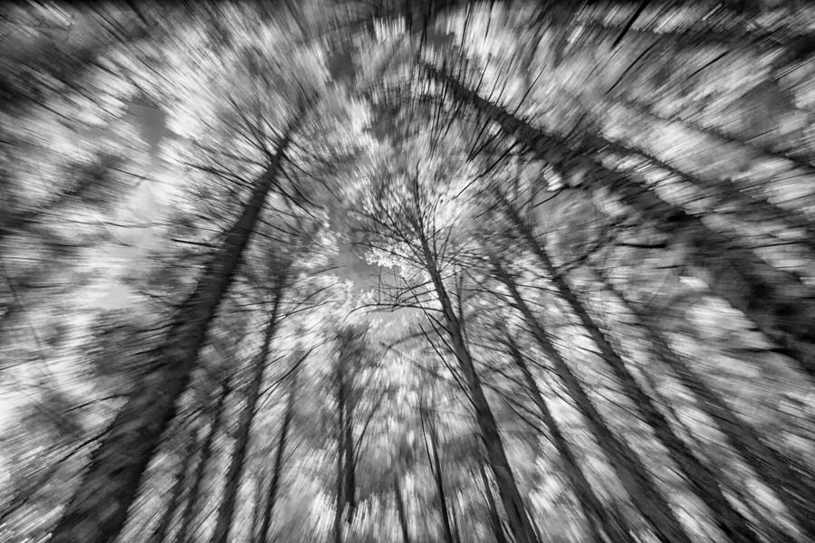 Forest zoomburst Photograph by John Paul Cullen