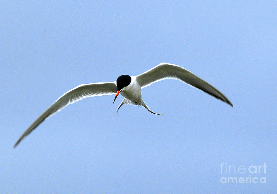 Foresters Tern Hunting Photograph By Dennis Hammer Pixels 4486