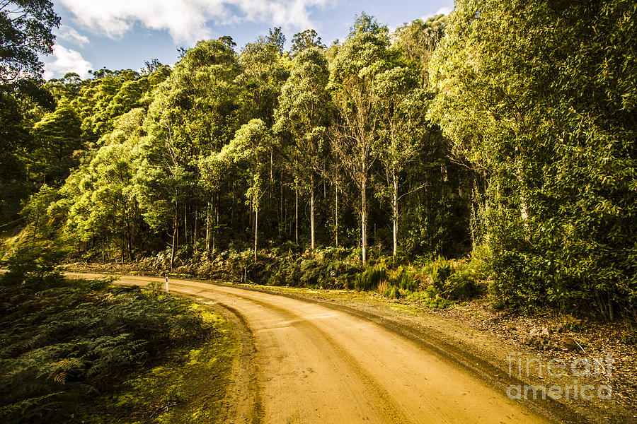Forestry trails and scenic routes Photograph by Jorgo Photography