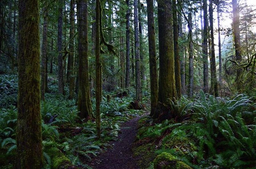 Forests Are Truly Magical Places Photograph by Joeseph Moore