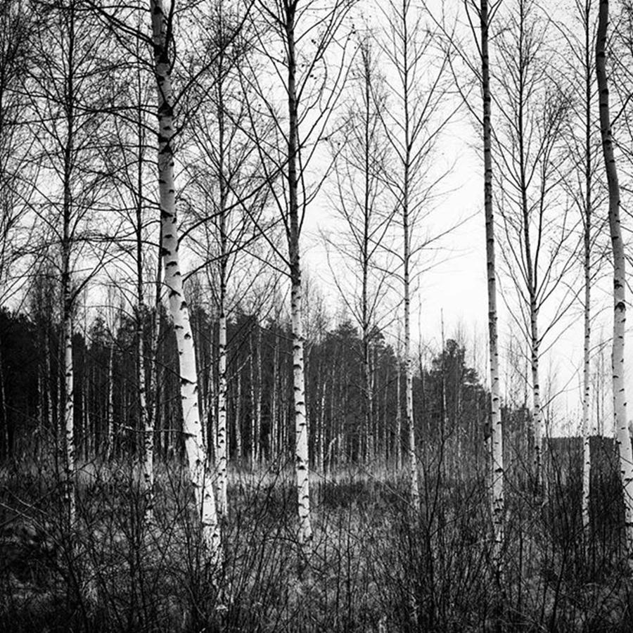 Tree Photograph - Forests Of Finland by Aleck Cartwright