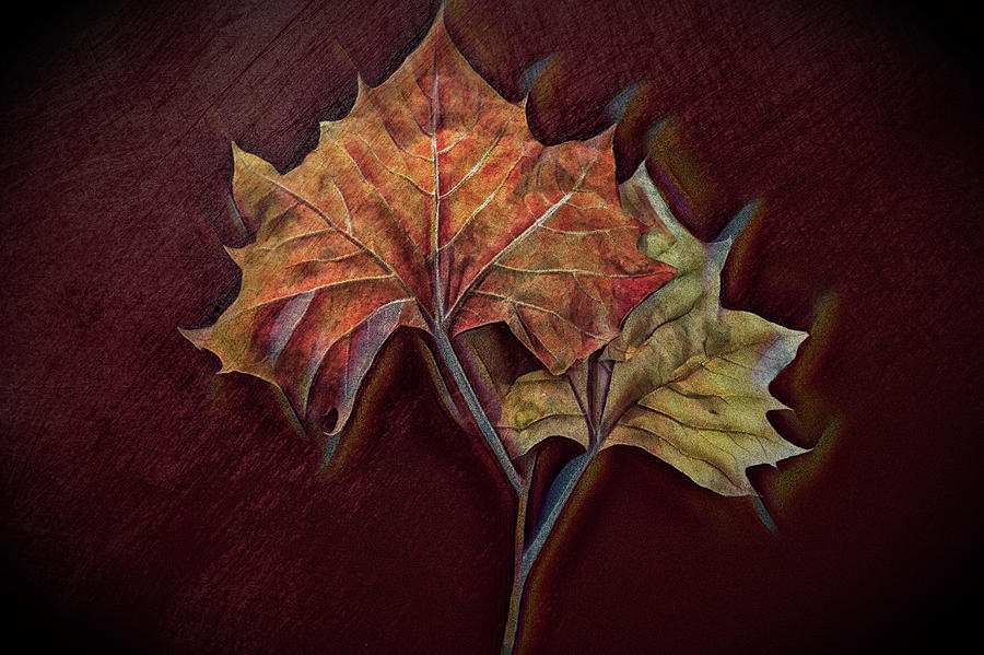 Forever Autumn in Vivid Colors and Textures Photograph by Debra and Dave Vanderlaan