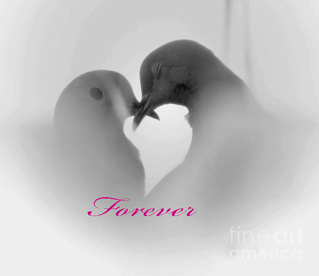 Forever Love Photograph by Debby Pueschel
