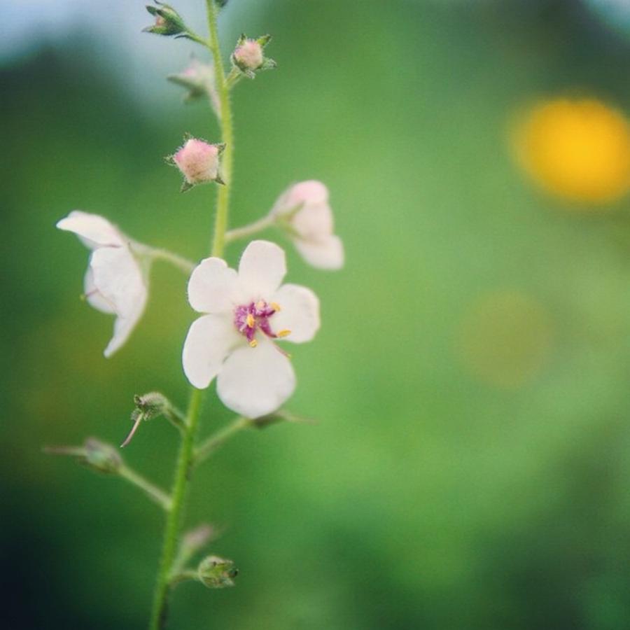 Summer Photograph - Illinois wildflower by Haley Church
