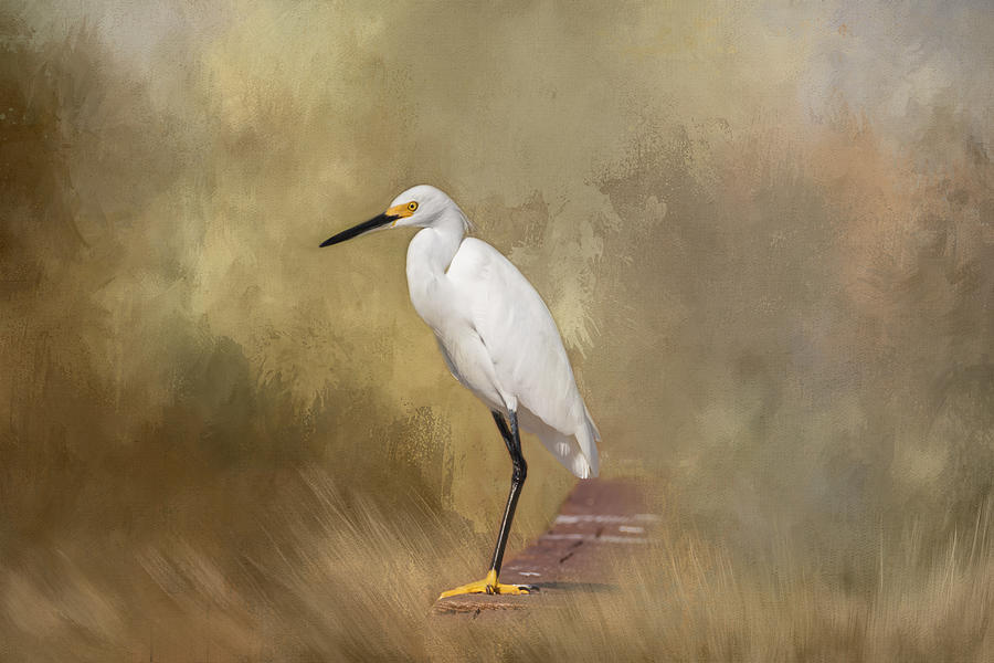 Egret Photograph - Forever Watching by Kim Hojnacki