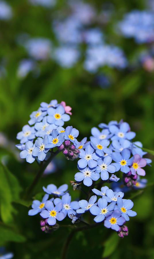 Forget Me Not 1 Photograph by Mo Barton