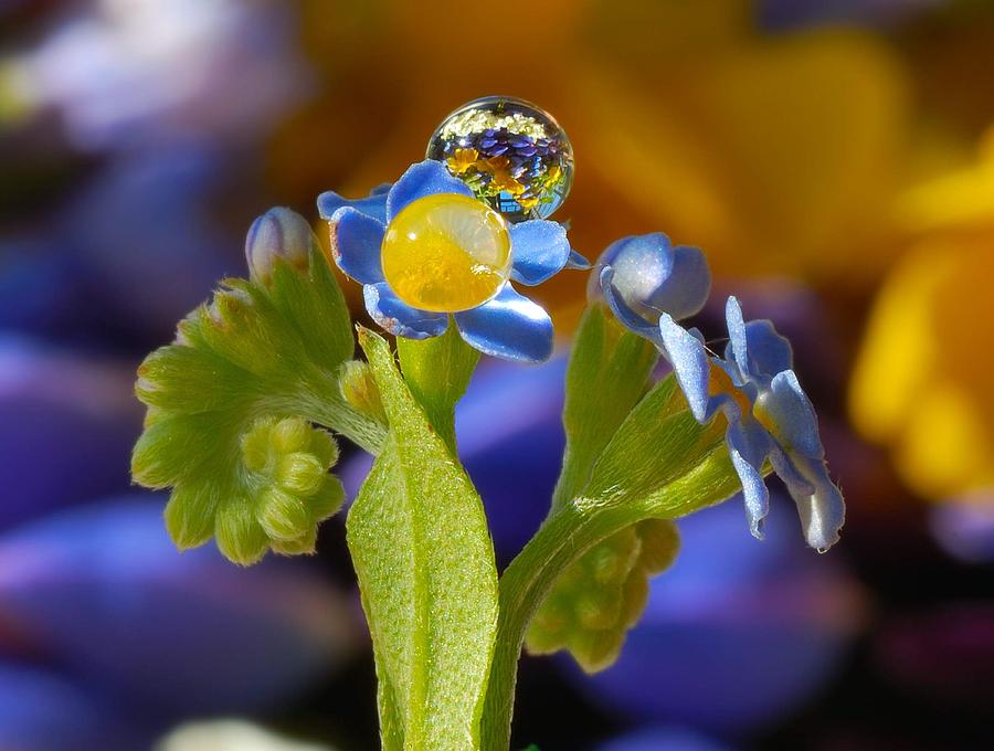 Forget-me-not and rain drops Photograph by Yuri Hope - Fine Art America