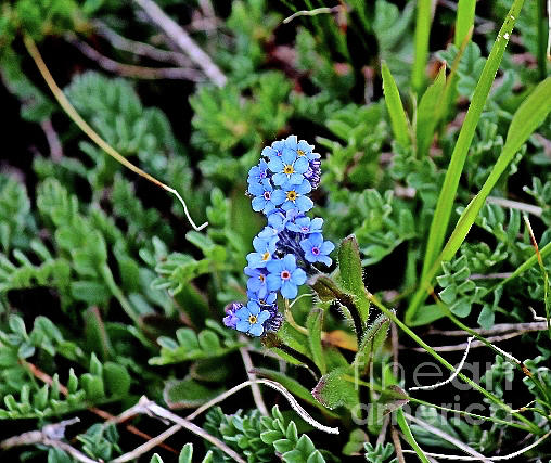 Forget-Me-Not Photograph by Ann E Robson